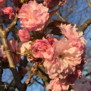 Meet your Posher, Ava